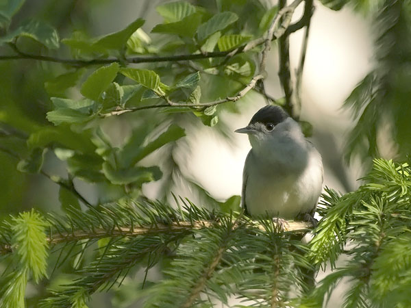 Mustapääkerttu, Blackcap, Sylvia atricapilla